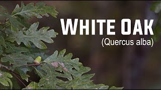 White Oak Quercus alba  Nativ Nurseries [upl. by Notlih]