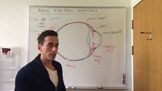 Basic Eye Anatomy and Physiology [upl. by Weisman]