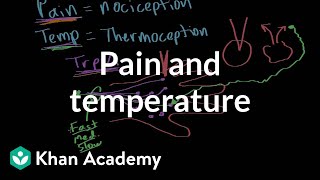 Pain and temperature  Integumentary system physiology  NCLEXRN  Khan Academy [upl. by Shaner]