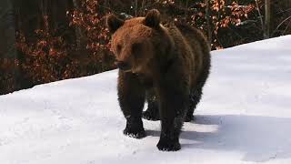 Bear chasing Man on a Ski Slope [upl. by Dadinirt186]