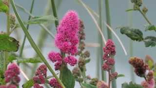 Rose Spirea Spiraea douglasii [upl. by Rori210]