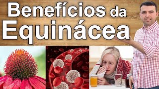 9 Benefícios da Echinacea – Desde Um Resfriado Até o Câncer [upl. by Euqram]