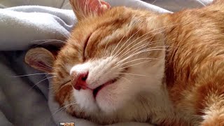 Cute Cat Snore [upl. by Baker]