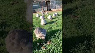 Bobtails in the November sunshine ☀️  bobtail bantam cochin chickens [upl. by Earized]