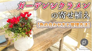 【ガーデンシクラメンの寄せ植え】色の合わせ方と管理方法 4 [upl. by Jonna]