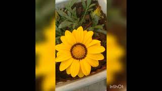 Gazania plant beautiful flowers vatika nature shorts [upl. by Landing]