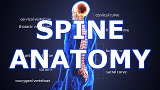 ANATOMY OF THE SPINE [upl. by Necyrb]