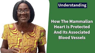 How The Mammalian Heart Is Protected and Its Associated Blood Vessels [upl. by Eelyab974]