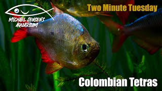 Colombian Tetra  Two Minute Tuesday [upl. by Kress167]