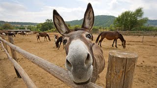 Funny Cute Donkeys To Make You Smile [upl. by Euqitsym943]