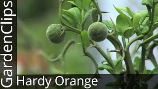 Hardy Orange  Poncirus trifoliata  An unusual hardy flowering citrus with wicked barrier thorns [upl. by Ayifa901]