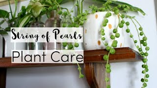 7 Tips to Take Care of A String Of Pearls Houseplant  String of Pearls Care Guide [upl. by Cartie945]