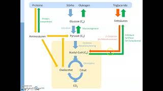 CH8 Stoffwechsel Anaboler Stoffwechsel Anabolismus [upl. by Emaj]