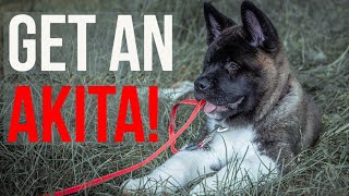 Akita Breeders Where to Get an Akita Puppy  The Akita Life [upl. by Chaing]