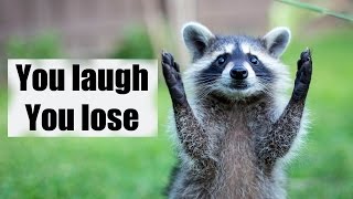 Try not to laugh or smile  Funny raccoon compilation 2017 [upl. by Dupre439]