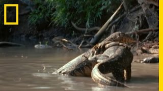 Water Monitor Lizard Wrestling  National Geographic [upl. by Assyla]