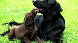 Flatcoated retriever father and puppies II [upl. by Dor211]