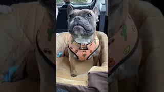 French Bulldog throws a tantrum in the car [upl. by Belak]