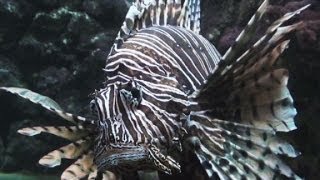 Lionfish invasion in the Atlantic Ocean [upl. by Heydon]