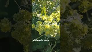 Funny Alchemilla mollis or ladysmantle shorts herbarium [upl. by Noyerb122]