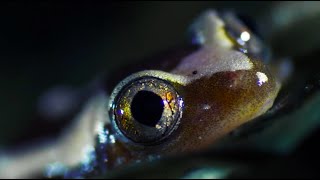 Lobsters vs Trigger Fish  Trials Of Life  BBC Earth [upl. by Brandwein]