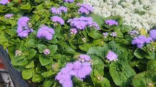 Oak tree Ageratum Angelonia Iris Peony and Beautiful Weather Today [upl. by Adnoral115]