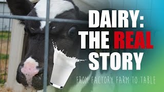 The REAL Story of Dairy Factory Farm to Table [upl. by Idoc518]