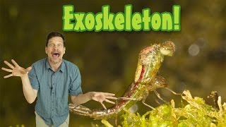 Whats an exoskeleton Kids animal science insect growth elementary science vocabulary [upl. by Ellehsal391]