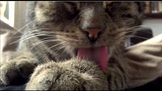 Cat licking the paw like crazy HD 1080p Extreme CloseUp [upl. by Aneelas]