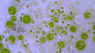 Chlorococcum Algae  Moving zoospores  1000x microscope [upl. by Nomled298]