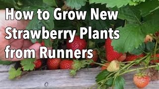 Growing Strawberries How to Grow New Strawberry Plants from Runners [upl. by Hux]