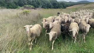 Pastore Bergamasco con pecore Pomarancine [upl. by Gualtiero]