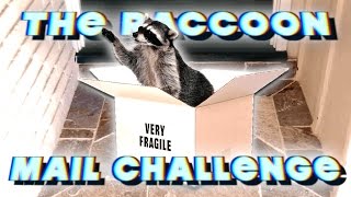 THE RACCOON MAIL CHALLENGE [upl. by Dumm]