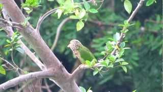 Bird Sounds  LINEATED BARBET in Kent Ridge [upl. by Eleni]