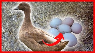 ✅ Como Hacer que tus PATOS Pongan los HUEVOS Donde Tu Quieras Fácilmente [upl. by Elik]