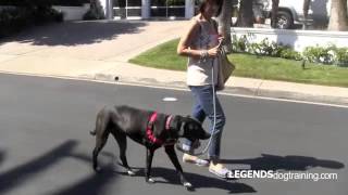 Leash Training Teach Your Dog to Heel on Leash [upl. by Basia]