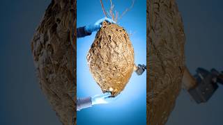 What’s Inside a Wasp Nest [upl. by Neirod]