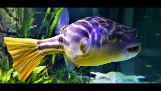 Big Puffer Eating Clams Freshwater Fahaka Puffer Fish [upl. by Supple345]