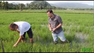 IRRI Agronomy Challenge JanuaryJune 2012 The Documentary [upl. by Rdnaskela]