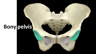 Bony pelvis with clinical correlation Prof Dr Md Ashfaqur Rahman [upl. by Sari]