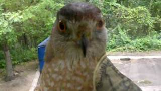 Coopers Hawk Yelling [upl. by Assele]