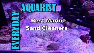 Best Marine Sand Cleaners For Saltwater Aquarium [upl. by Dorothee]