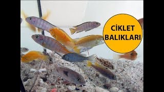 Ciklet Balıkları [upl. by Ueihtam]