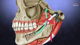 Le nerf Alvéolaire inférieur [upl. by Orsa]