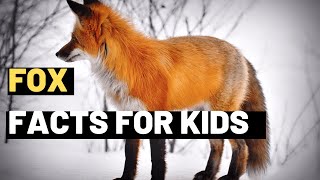 Foxes Fascinating Facts about Foxes A Fun and Educational Video for Kids [upl. by Hagen]