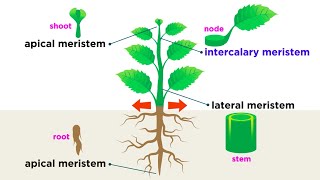 Types of Plant Cells [upl. by Baram654]