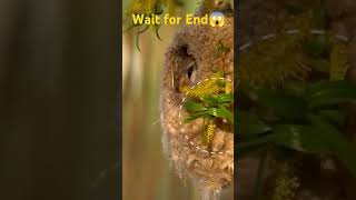 Penduline Tit how to make nest shorts viral hindi [upl. by Adelle347]