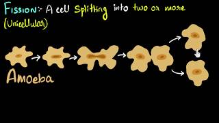 Fission binary amp multiple with examples  How do organisms reproduce  Biology  Khan Academy [upl. by Aleacin]