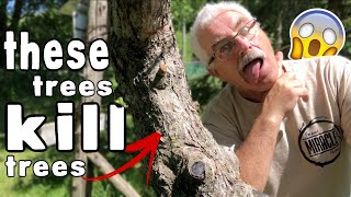 WHY WALNUT TREES are KILLING my Fruit Trees [upl. by Owades]