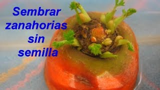 Como sembrar zanahorias sin semillas [upl. by Narahs]